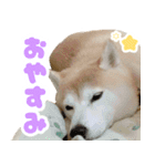 柴犬ほたるのスタンプ2（個別スタンプ：14）