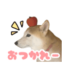 柴犬ほたるのスタンプ2（個別スタンプ：15）