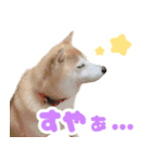 柴犬ほたるのスタンプ2（個別スタンプ：16）