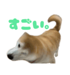 柴犬ほたるのスタンプ2（個別スタンプ：17）