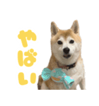柴犬ほたるのスタンプ2（個別スタンプ：18）