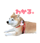 柴犬ほたるのスタンプ2（個別スタンプ：19）