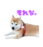 柴犬ほたるのスタンプ2（個別スタンプ：20）