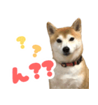 柴犬ほたるのスタンプ2（個別スタンプ：21）