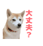 柴犬ほたるのスタンプ2（個別スタンプ：22）