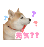 柴犬ほたるのスタンプ2（個別スタンプ：23）