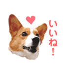 気まぐれコーギー②（個別スタンプ：1）