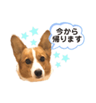 気まぐれコーギー②（個別スタンプ：2）