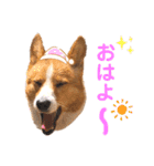 気まぐれコーギー②（個別スタンプ：3）