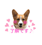 気まぐれコーギー②（個別スタンプ：4）