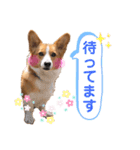 気まぐれコーギー②（個別スタンプ：5）