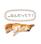 気まぐれコーギー②（個別スタンプ：15）