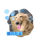 tarou hiromi（個別スタンプ：12）