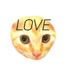 ねこちゃんのスタンプです！！（個別スタンプ：1）