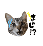 怪獣こむぎのスタンプ（個別スタンプ：7）