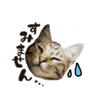 怪獣こむぎのスタンプ（個別スタンプ：12）