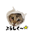 怪獣こむぎのスタンプ（個別スタンプ：15）