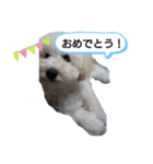ふく＆らら スタンプ（個別スタンプ：16）