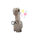 ふく＆らら スタンプ（個別スタンプ：21）