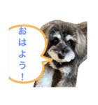 犬のポポちゃん（個別スタンプ：1）