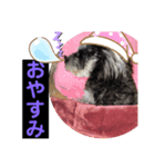 犬のポポちゃん（個別スタンプ：2）