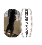 犬のポポちゃん（個別スタンプ：4）