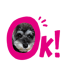 犬のポポちゃん（個別スタンプ：5）