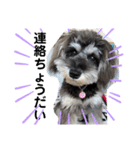 犬のポポちゃん（個別スタンプ：8）