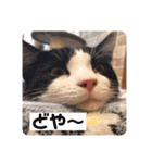ひだまりニャンズ②（個別スタンプ：7）