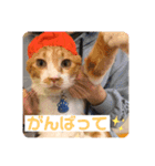 ひだまりニャンズ②（個別スタンプ：12）