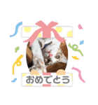ひだまりニャンズ②（個別スタンプ：13）