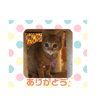 ひだまりニャンズ②（個別スタンプ：16）