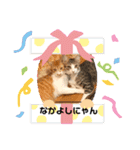 ひだまりニャンコ3（個別スタンプ：3）