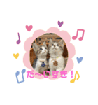 ひだまりニャンコ3（個別スタンプ：11）