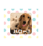 ひだまりニャンコ3（個別スタンプ：13）