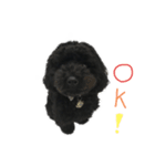 まっくろくぅちゃんⅠ（個別スタンプ：1）