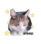 love！like！（個別スタンプ：13）