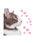 love！like！（個別スタンプ：22）