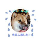 柴犬ジェームス jr.（個別スタンプ：6）