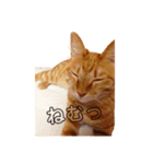 みーにゃんのスタンプ（個別スタンプ：3）
