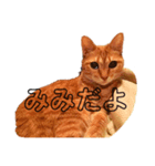 みーにゃんのスタンプ（個別スタンプ：8）