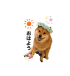 柴犬 凛くん（個別スタンプ：1）