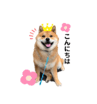 柴犬 凛くん（個別スタンプ：2）