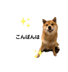 柴犬 凛くん（個別スタンプ：3）