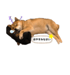 柴犬 凛くん（個別スタンプ：4）