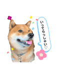 柴犬 凛くん（個別スタンプ：5）