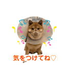 柴犬 凛くん（個別スタンプ：6）