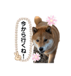 柴犬 凛くん（個別スタンプ：7）