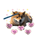 柴犬 凛くん（個別スタンプ：8）