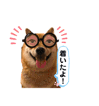 柴犬 凛くん（個別スタンプ：9）